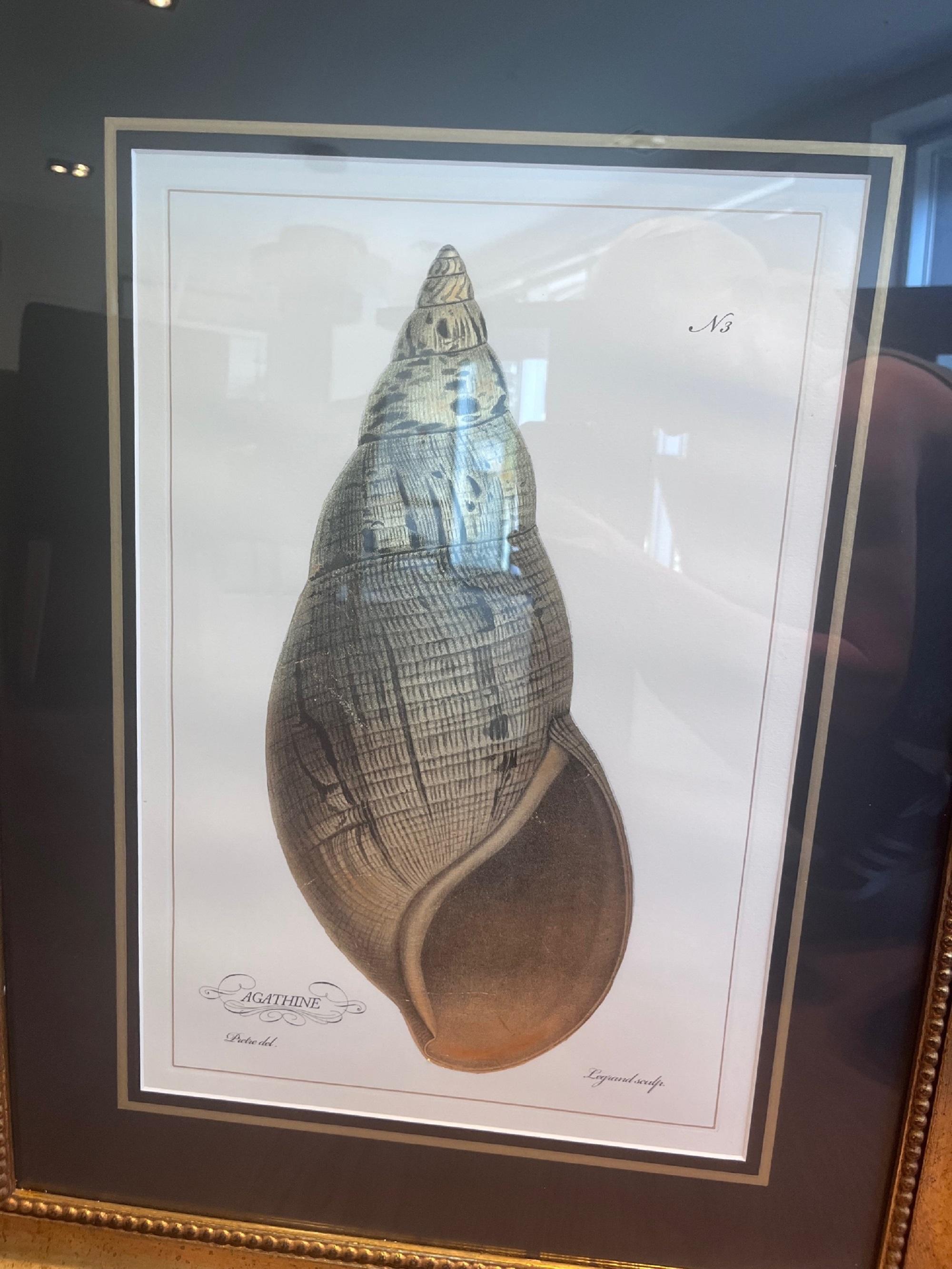 Handkolorierter italienischer Muscheldruck 