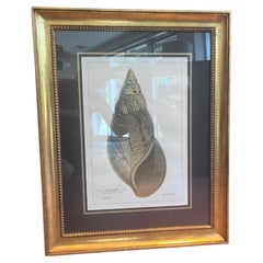 Stampa di conchiglie italiane colorate a mano "Agathine" con cornice in legno d'orato - 21° secolo