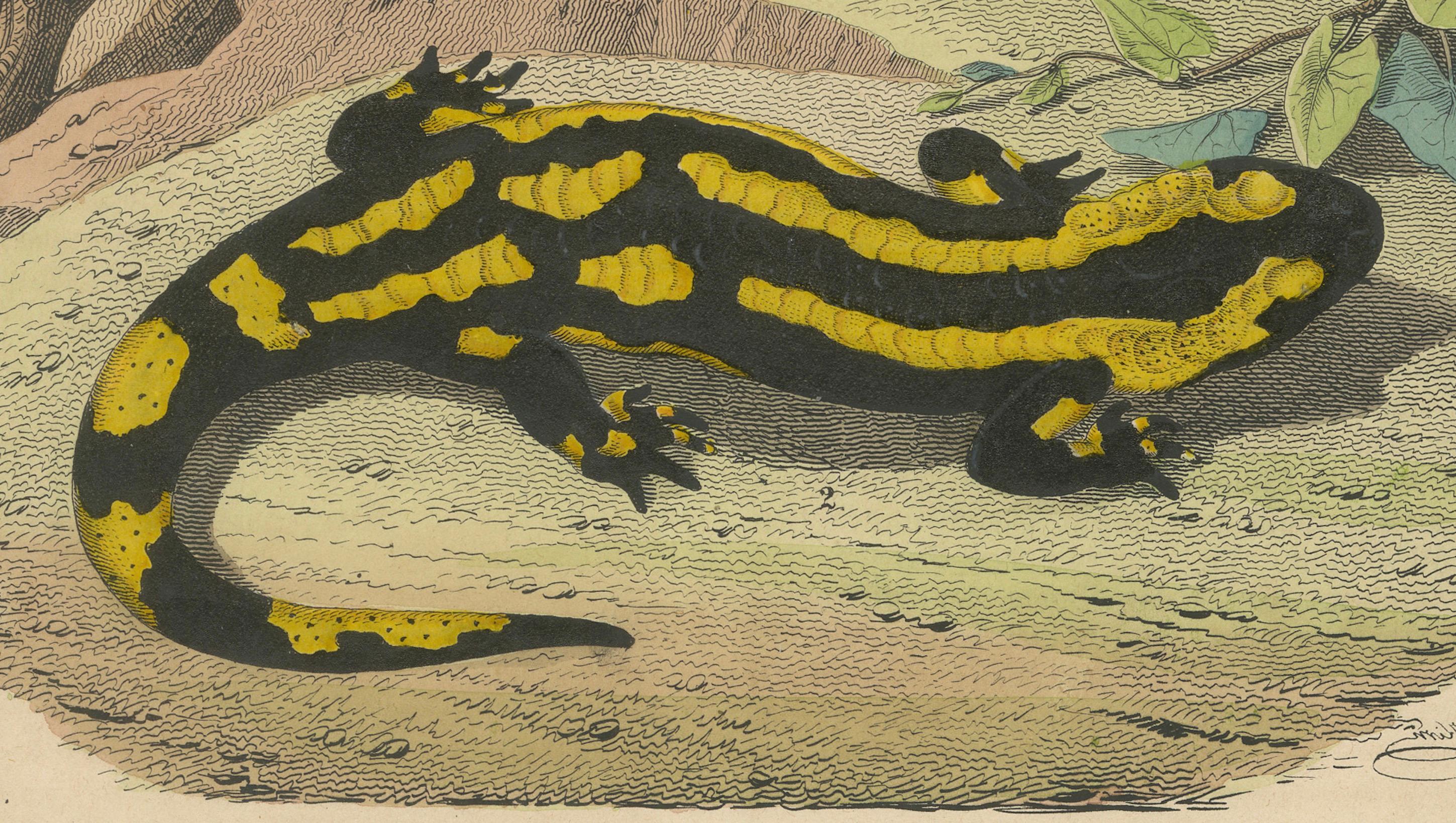 Título: 1852 Litografía coloreada a mano de salamandras de fuego - Una ilustración de historia natural

Descripción:  Esta litografía de 1852, coloreada a mano con gran detalle, retrata a dos salamandras de fuego (Salamandra salamandra) en su