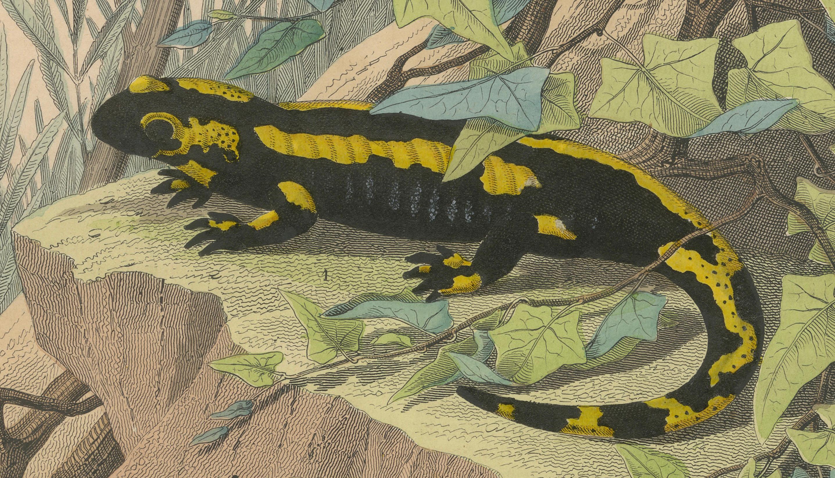 Litografía coloreada a mano de salamandras de fuego -Ilustración de historia natural 1852 en Bueno estado para la venta en Langweer, NL