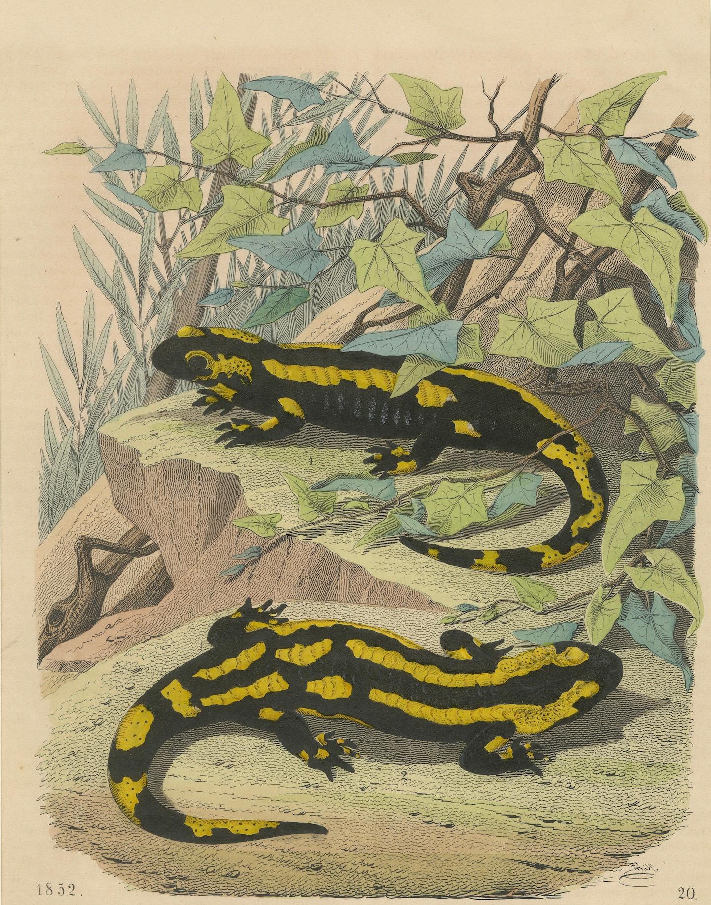Litografía coloreada a mano de salamandras de fuego -Ilustración de historia natural 1852 Mediados del siglo XIX en venta