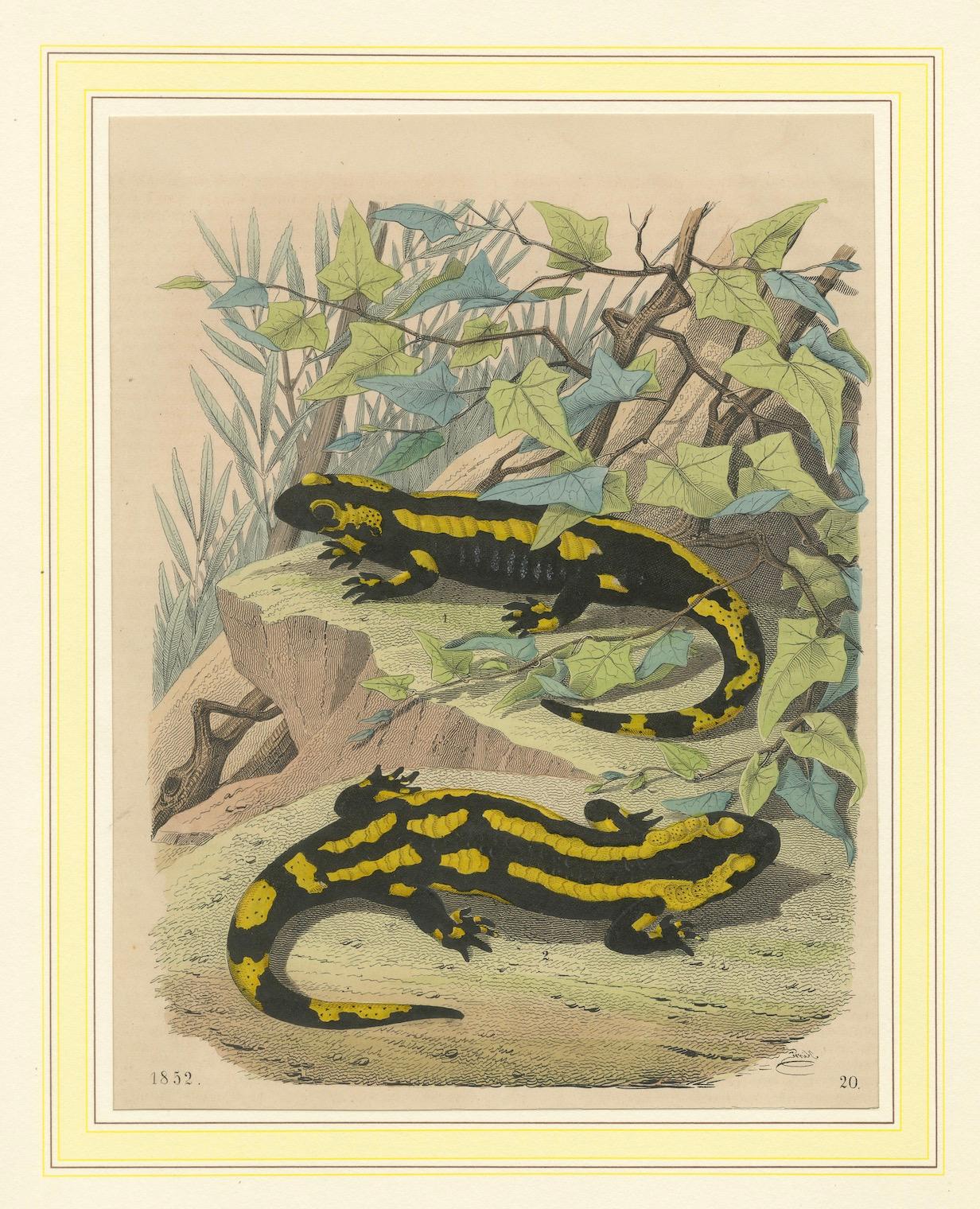 Litografía coloreada a mano de salamandras de fuego -Ilustración de historia natural 1852 Papel en venta