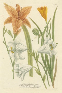Hand-colored Mezzotint Engraving of a Lily from Johann Weinmann's Work, 1748