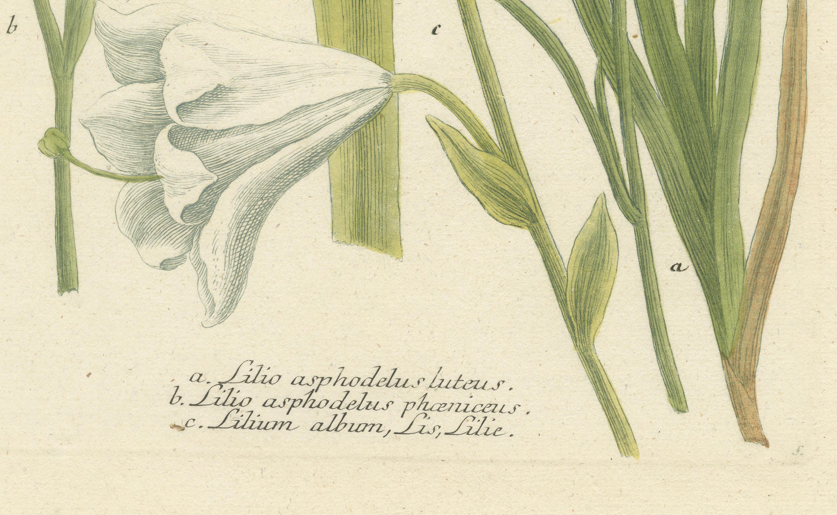 Hand-colored Mezzotint Engraving of a Lily from Johann Weinmann's Work, 1748 In Good Condition For Sale In Langweer, NL