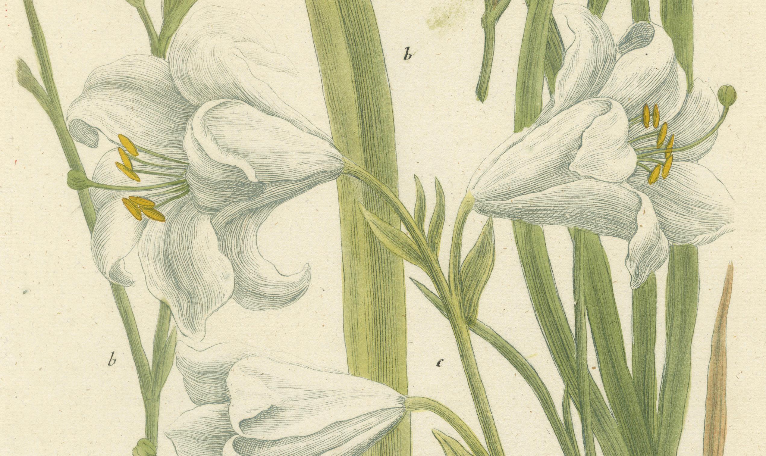 Mid-18th Century Hand-colored Mezzotint Engraving of a Lily from Johann Weinmann's Work, 1748 For Sale