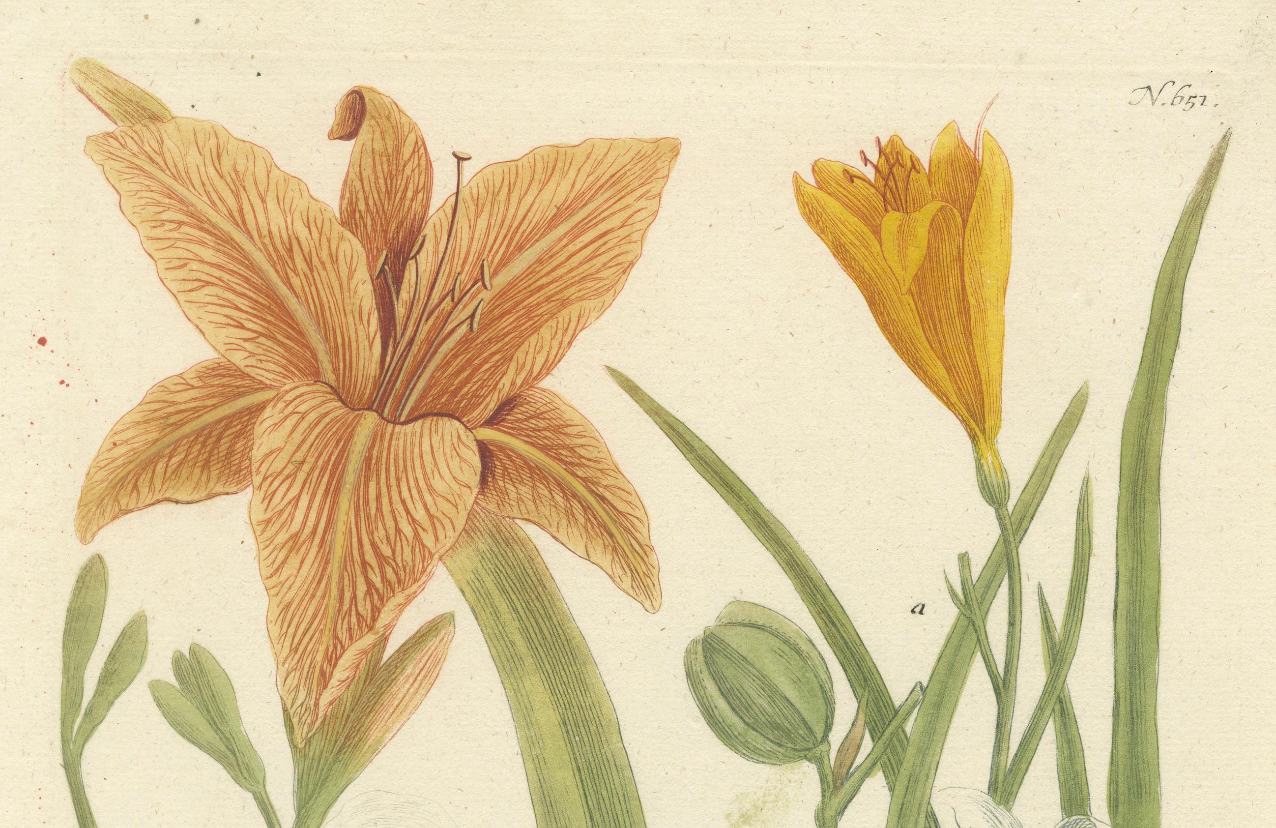 Paper Hand-colored Mezzotint Engraving of a Lily from Johann Weinmann's Work, 1748 For Sale