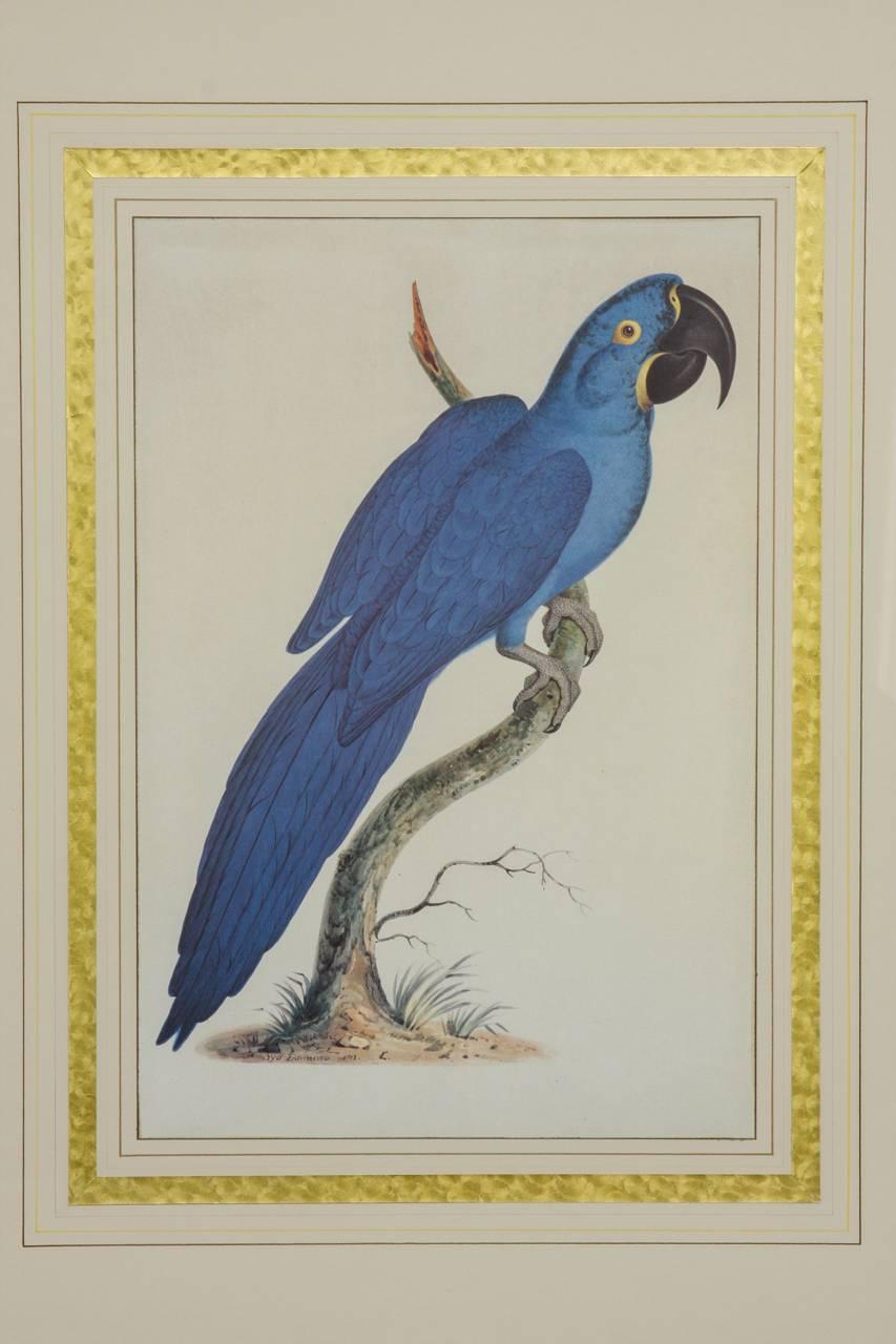 Colorful hand-colored ornithological engraving of a blue parrot. Produced by Soicher-Marin after a 19th century engraving. Dated 1812 and signed Syd Edwards. Mounted with a gilt trim border and set in a gilt wooden frame with a distressed finish.