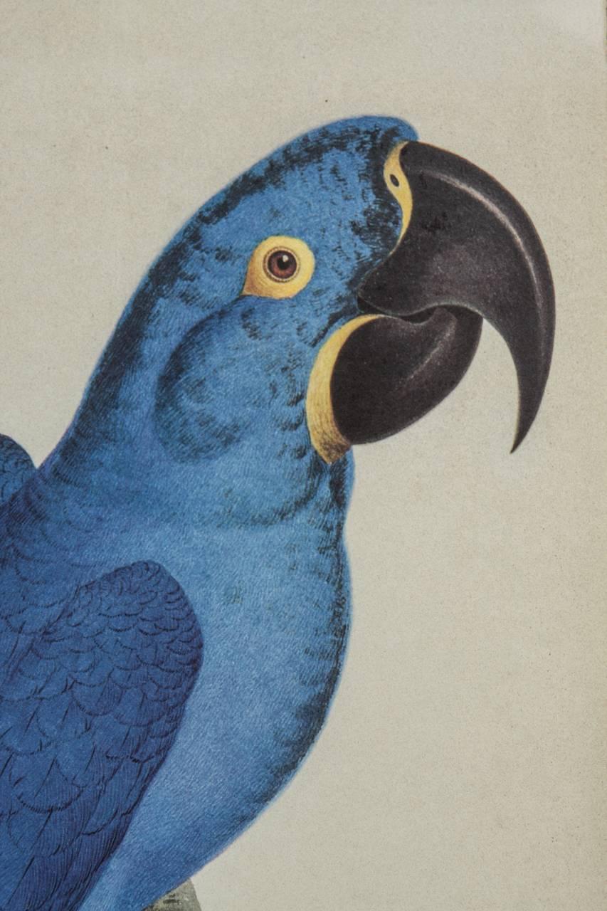 Victorian Hand Colored Ornithological Engraving of a Blue Parrot