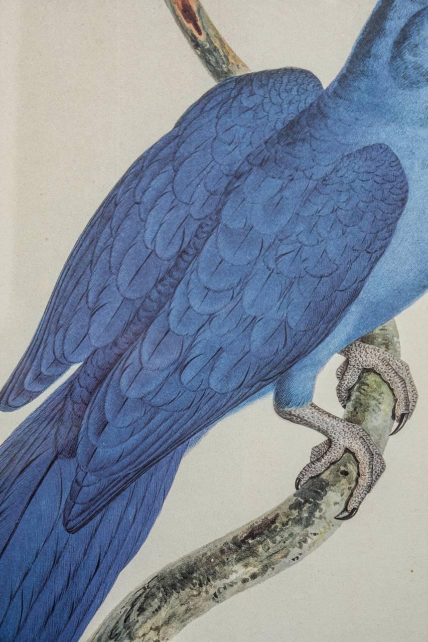 American Hand Colored Ornithological Engraving of a Blue Parrot