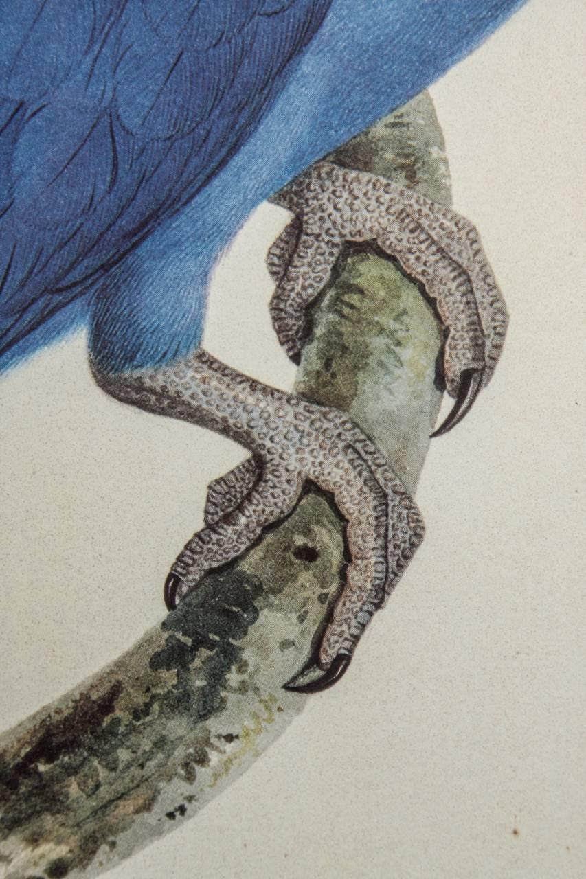Hand Colored Ornithological Engraving of a Blue Parrot 1