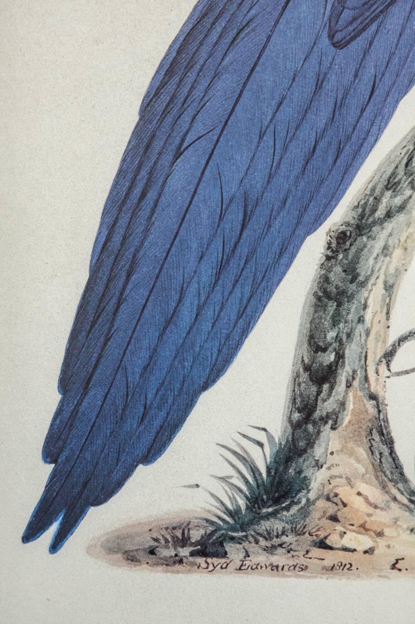 Hand Colored Ornithological Engraving of a Blue Parrot 2