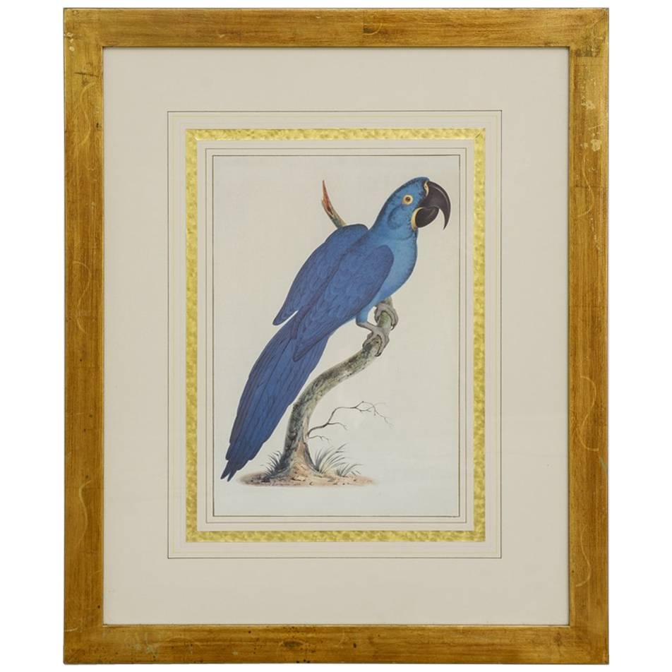 Hand Colored Ornithological Engraving of a Blue Parrot