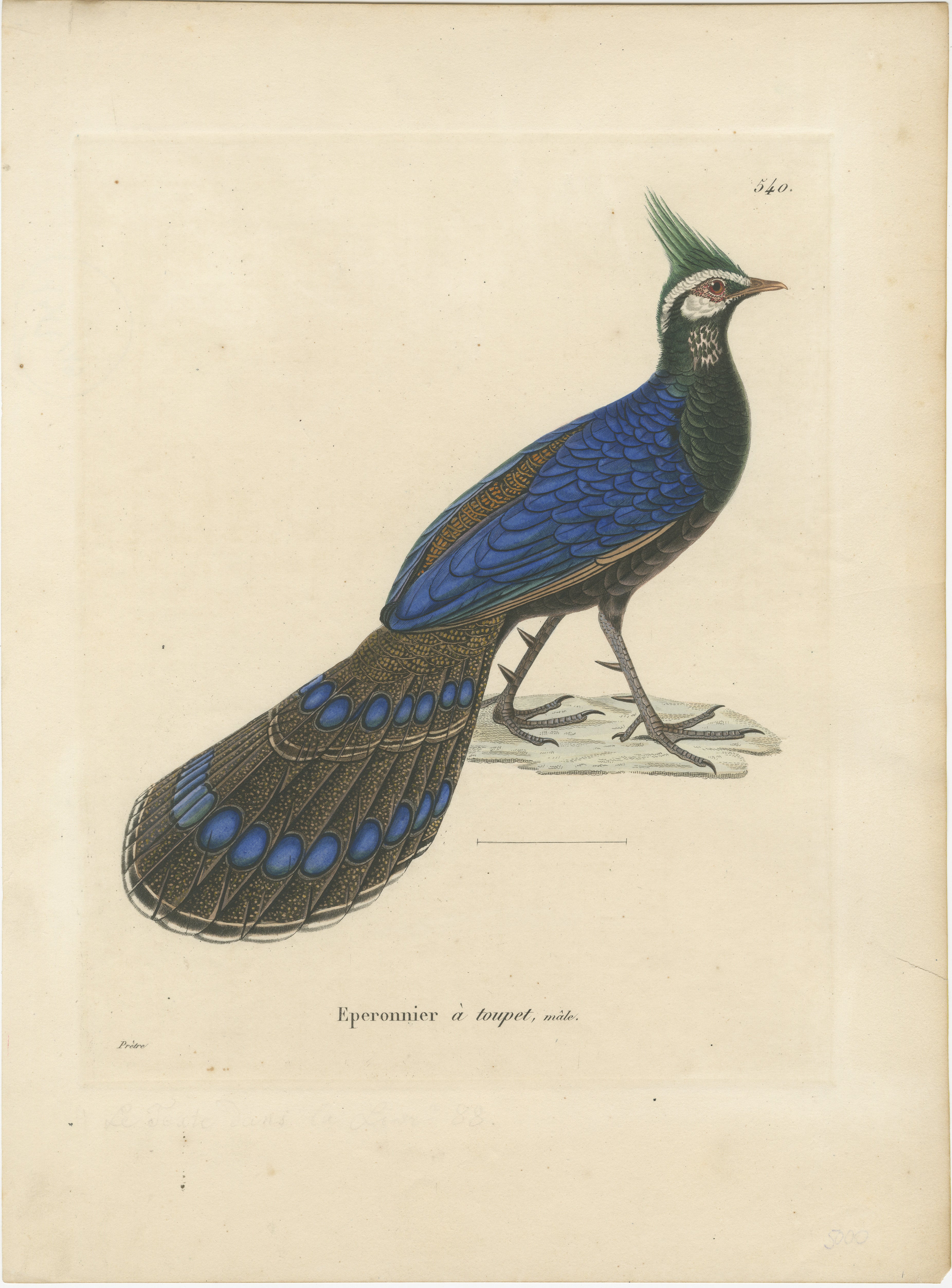 Illustration originale du faisan de Palawan (Polyplectron napoleonis) tirée du 