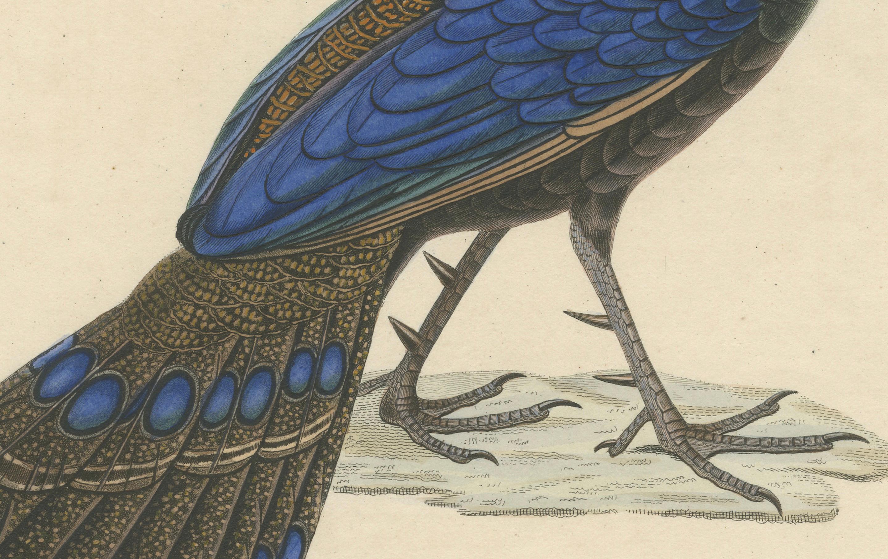 Illustration ornithologique colorée à la main du paon-chaîne de Palawan, 1838 Bon état - En vente à Langweer, NL