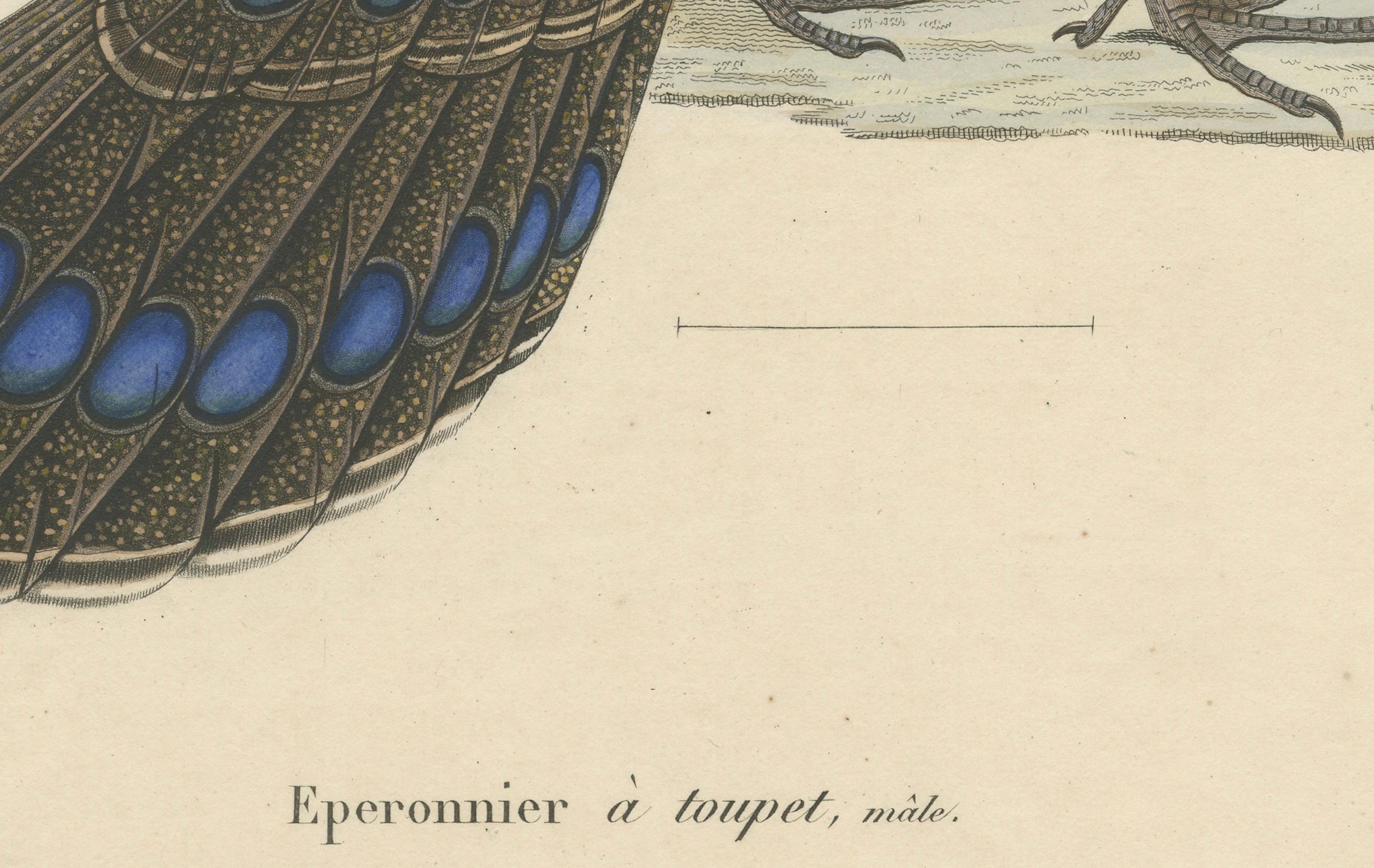 Milieu du XIXe siècle Illustration ornithologique colorée à la main du paon-chaîne de Palawan, 1838 en vente