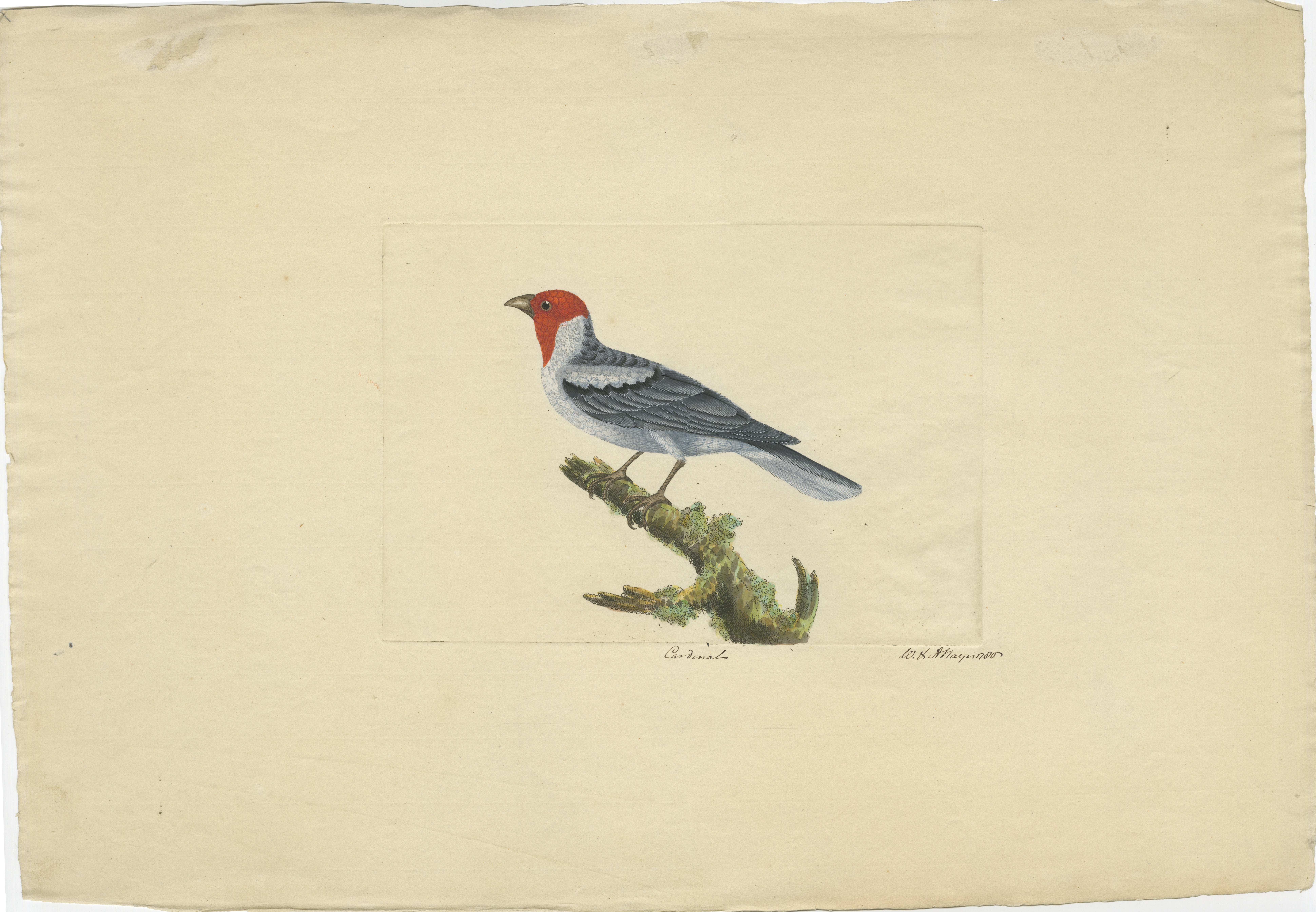 An original and finely hand-colored print of a Cardinal bird, signed by William Hayes with a reference to the year 1780 (or 1786). 

This particular print is titled 'Cardinals', which suggests the bird depicted is a cardinal, known for its vivid red