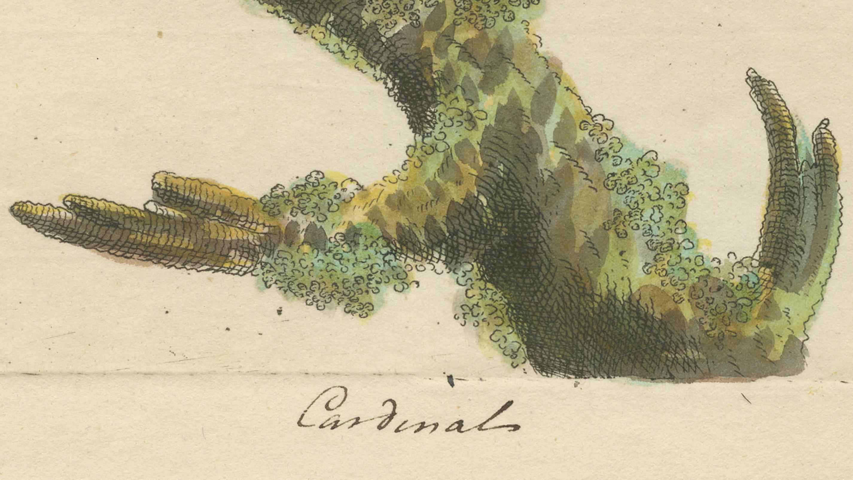 Red-Crested Cardinal - Antique Hand-Colored Print with William Hayes Sign, 1780 In Good Condition For Sale In Langweer, NL