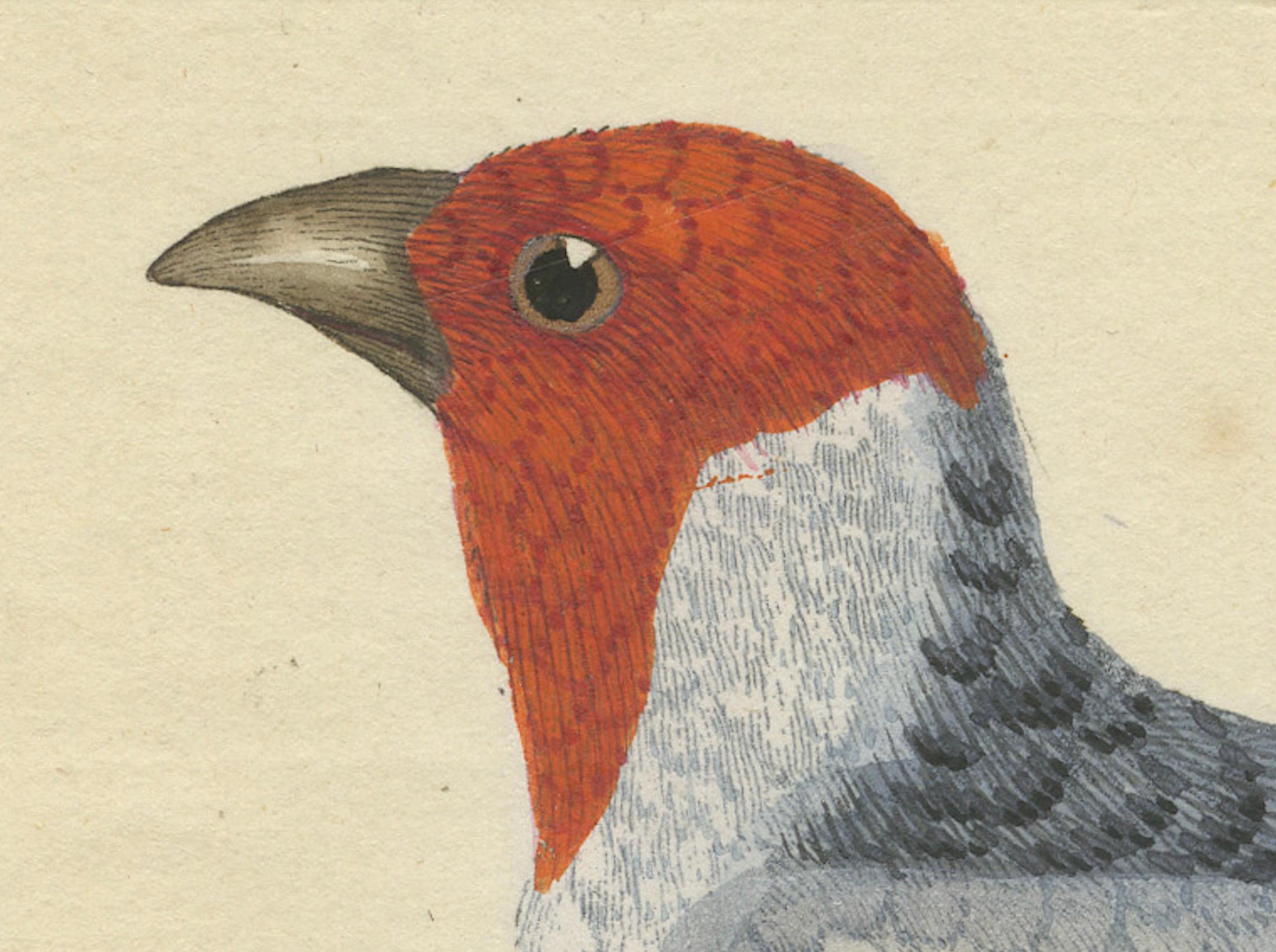 Paper Red-Crested Cardinal - Antique Hand-Colored Print with William Hayes Sign, 1780 For Sale