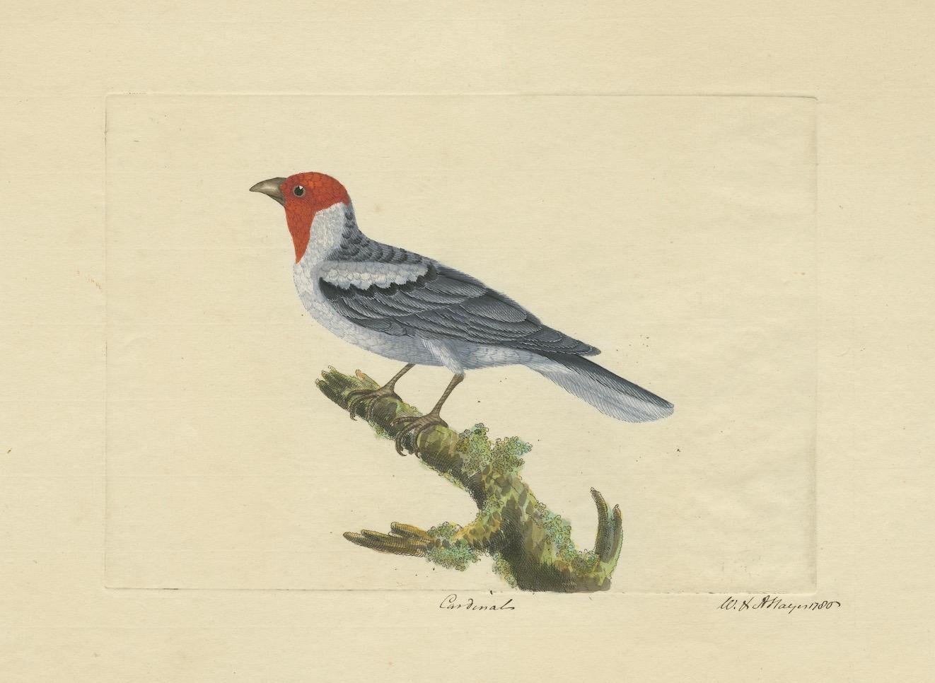 Hand-Colored Print of a Cardinal with Original Signature of William Hayes, 1780 For Sale 1