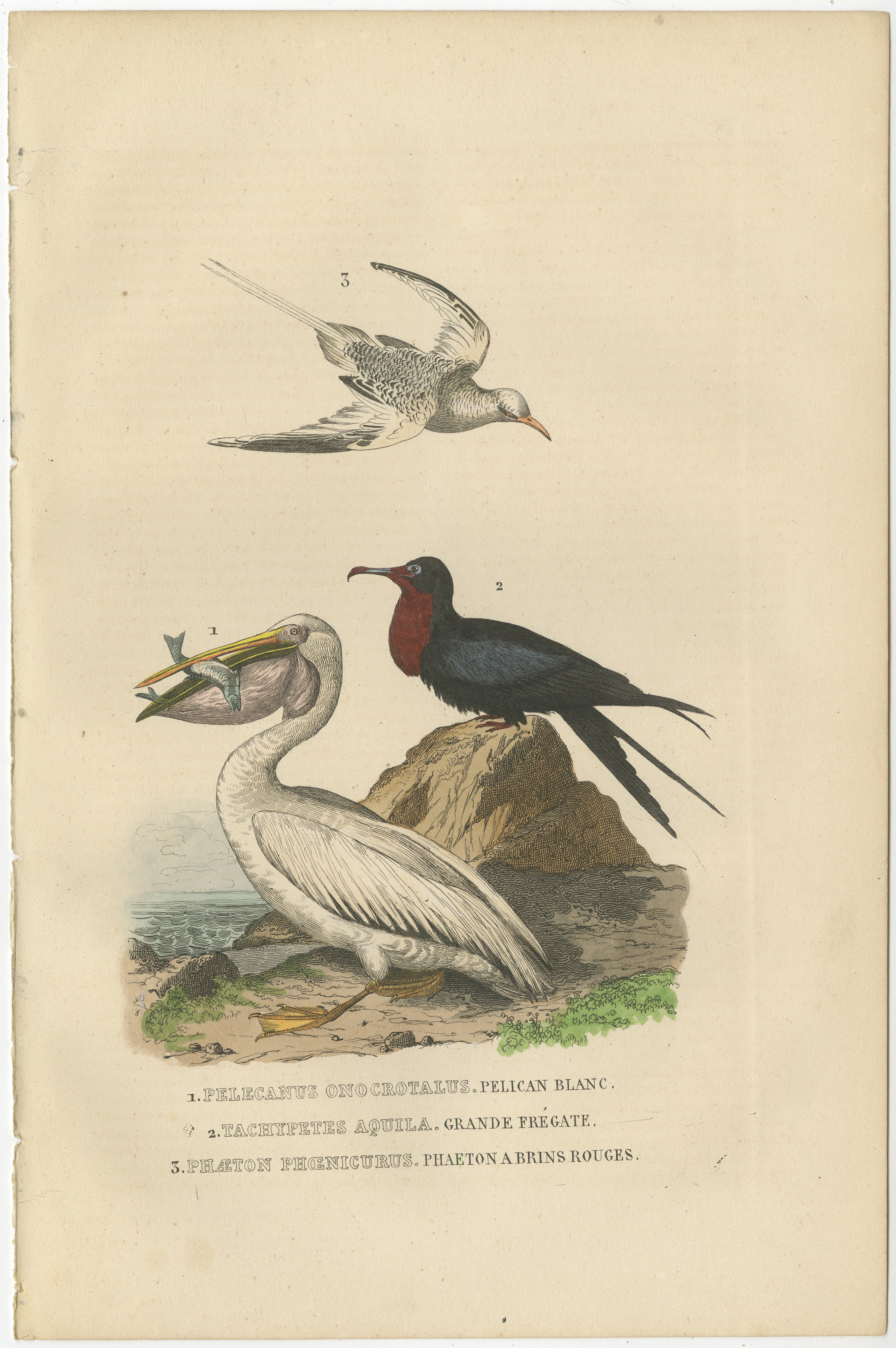 1. PELECANUS ONOCROTALUS – PELICAN BLANC, 2. TACHYPETES AQUILA – GRANDE FREGATE, 3. PHAETON PHOENICURUS – PHEATON A BRINS ROUGES.

Translated: – 1. Great White Pelican, Eastern White Pelican, White Pelican, 2. Great Frigate Bird, 3. Red-Tailed