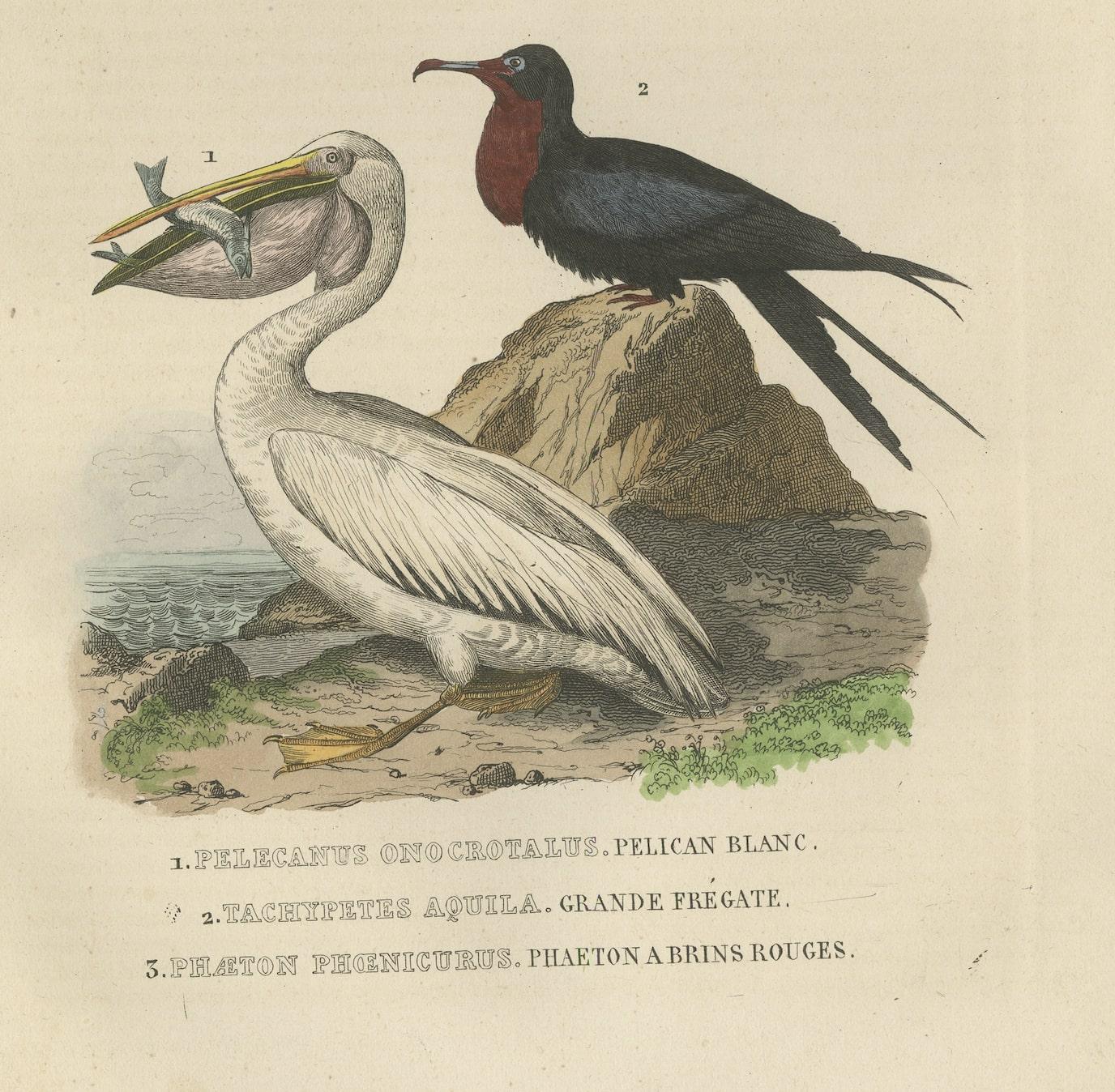 Mid-19th Century Hand-colored Print of a White Pelican, Frigate Bird and Red-Tailed Tropic Bird  For Sale