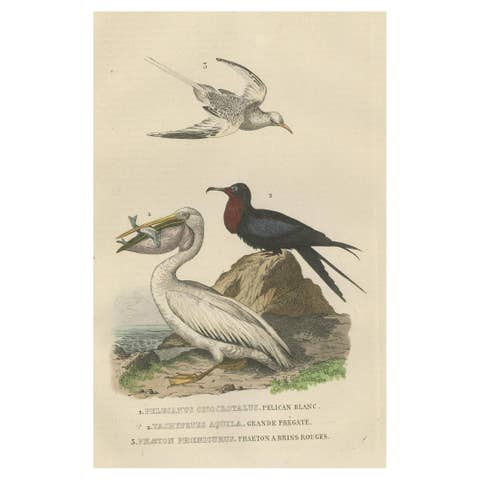 Hand-colored Print of a White Pelican, Frigate Bird and Red-Tailed Tropic Bird