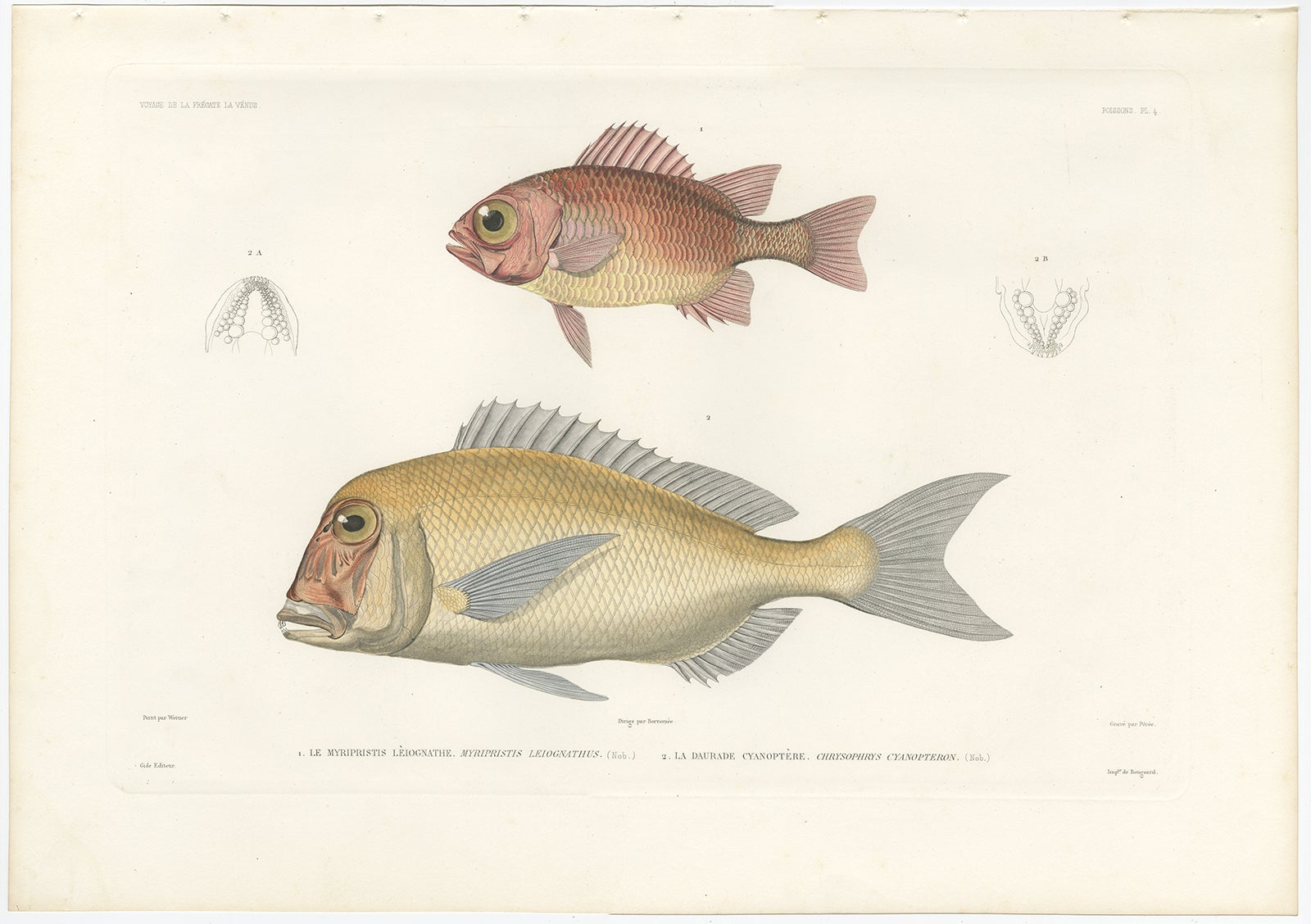 Antique Print of Soldierfish and Bluefin Seabream – Paris, 1846

This finely hand-colored lithograph features two distinctive reef fish species: Myripristis leognathus (known as the Soldierfish) and Chrysophrys cyanopteron (known as the Bluefin