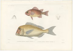 Hand-Colored Print of Soldierfish and Bluefin Seabream – Paris 1846