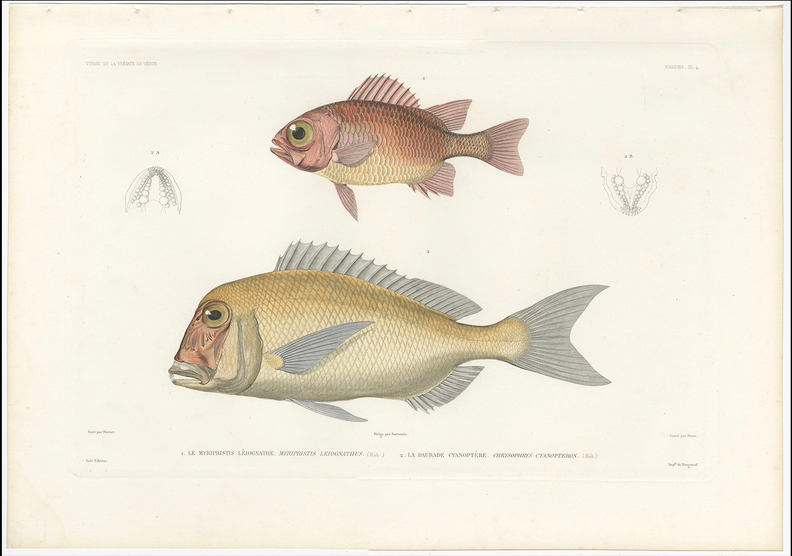 French Hand-Colored Print of Soldierfish and Bluefin Seabream – Paris 1846 For Sale