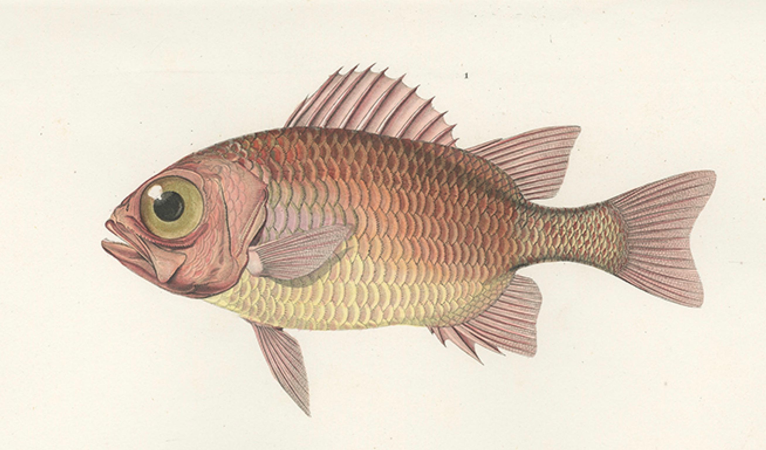 Hand-Colored Print of Soldierfish and Bluefin Seabream – Paris 1846 In Good Condition For Sale In Langweer, NL