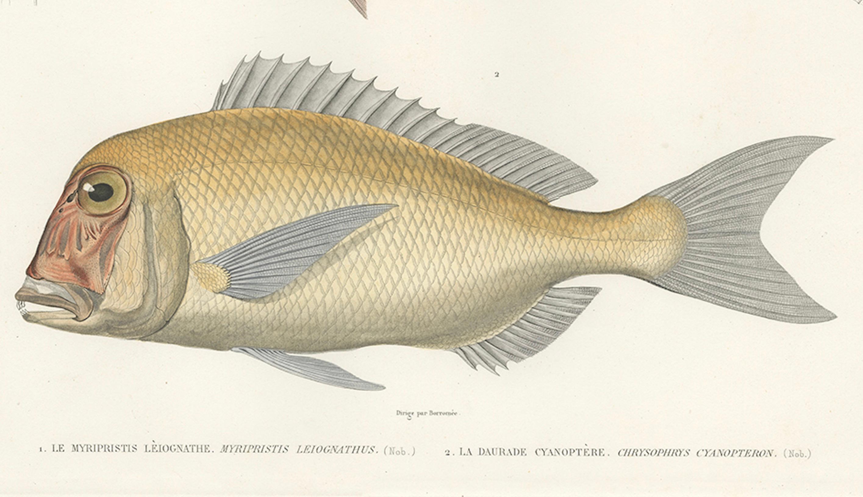 19th Century Hand-Colored Print of Soldierfish and Bluefin Seabream – Paris 1846 For Sale