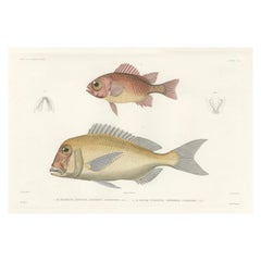 Hand-Colored Print of Soldierfish and Bluefin Seabream – Paris 1846