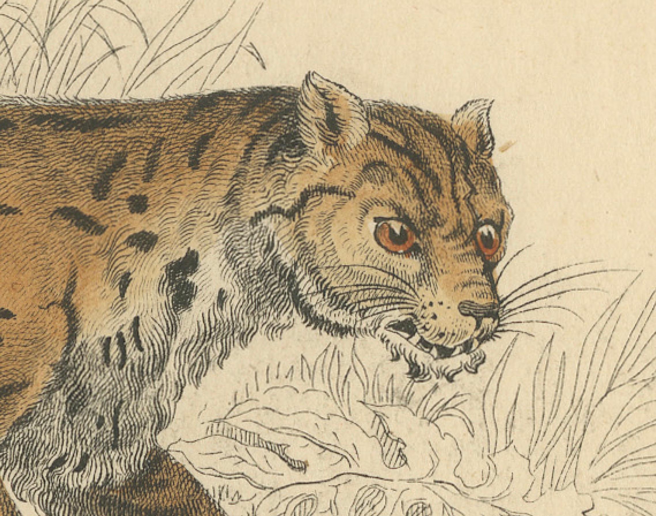Eine handkolorierte Illustration aus Jardine's Natural History, veröffentlicht um 1860. Es stellt die Art *Felis Javanensis* dar, die gemeinhin als Javaleopard bekannt ist. Die Illustration ist eine detaillierte, handgezeichnete und kolorierte