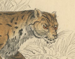 Hand-Colored Print of the Javan Leopard from Jardine's Natural History, 1860