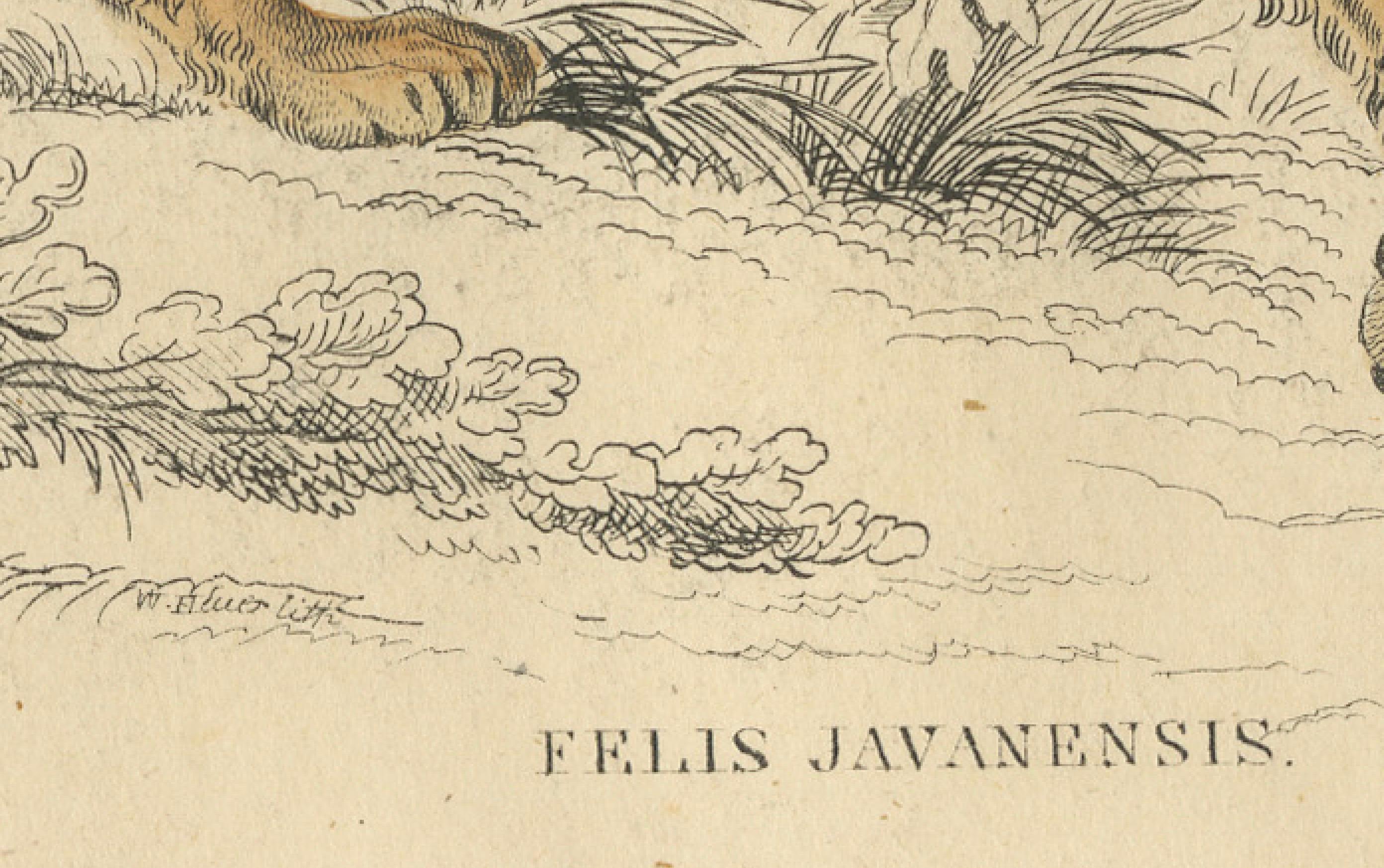 Handkolorierter Druck des Javanischen Leoparden aus der Naturgeschichte von Jardine, 1860 (Europäisch) im Angebot