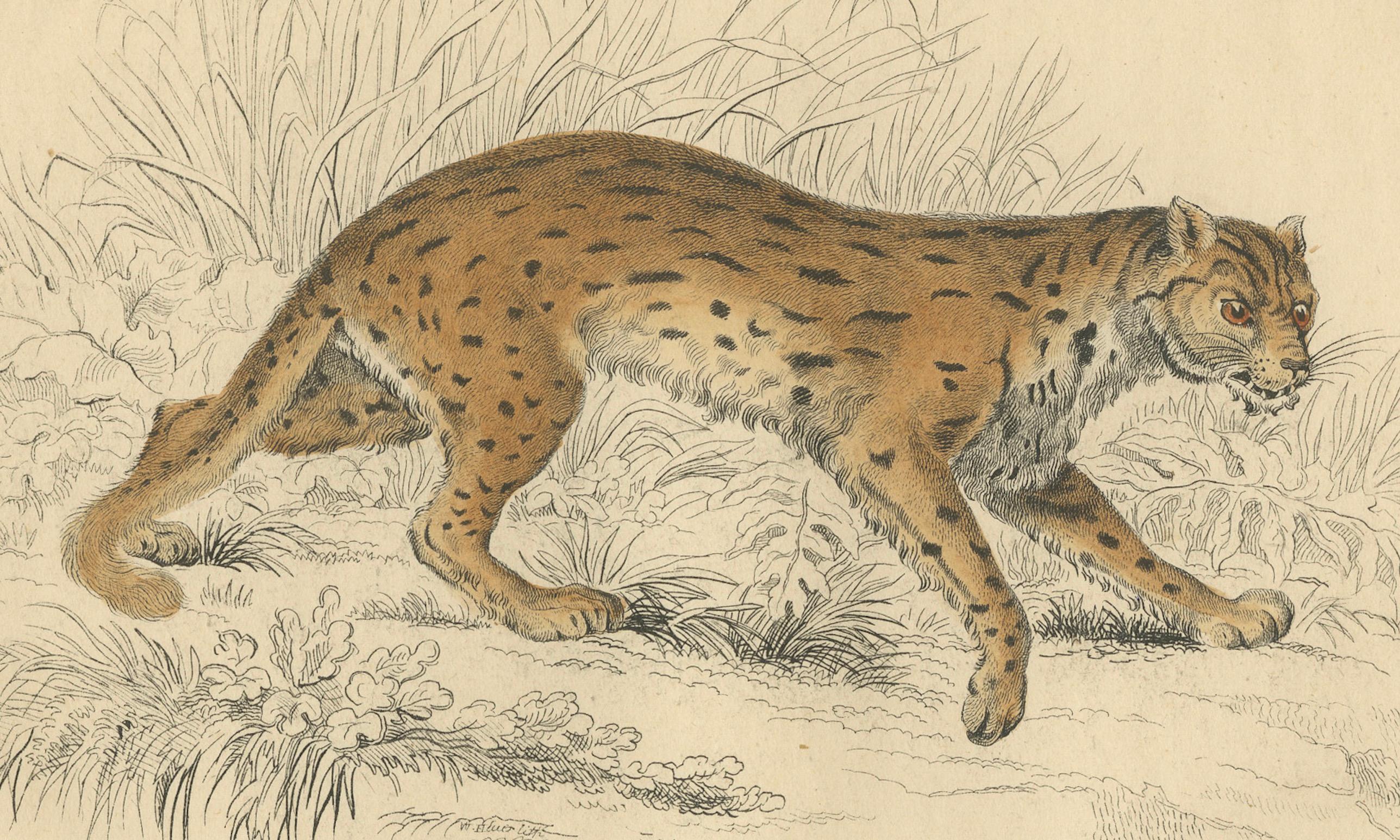 Handkolorierter Druck des Javanischen Leoparden aus der Naturgeschichte von Jardine, 1860 im Zustand „Gut“ im Angebot in Langweer, NL