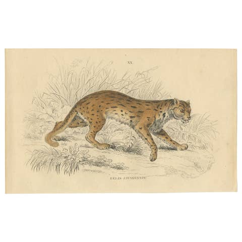 Hand-Colored Print of the Javan Leopard from Jardine's Natural History, 1860