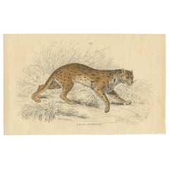 Handkolorierter Druck des Javanischen Leoparden aus der Naturgeschichte von Jardine, 1860