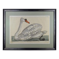 Hand Coloured 18th Century Engraving of a Swan