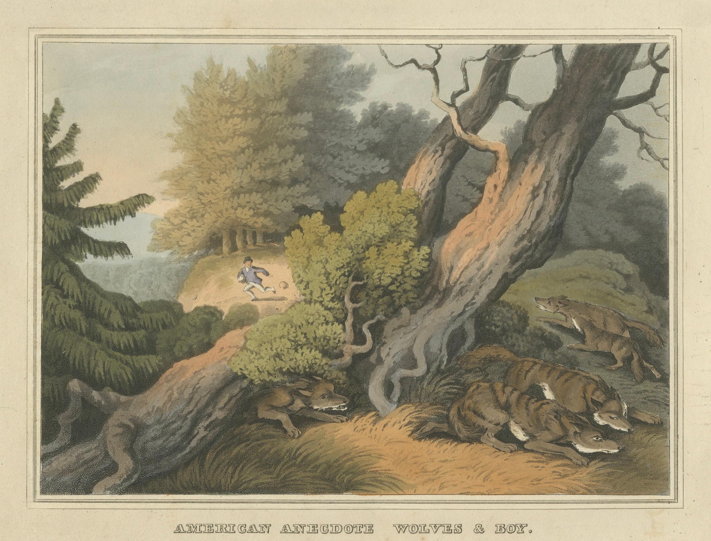 Handkolorierte Aquatinta 'Amerikanische Anekdote Wölfe & Junge', 1813 im Zustand „Gut“ im Angebot in Langweer, NL