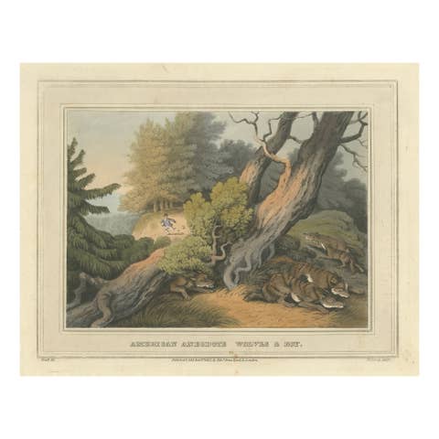 Hand-Coloured Aquatint 'American Anecdote Wolves & Boy', 1813