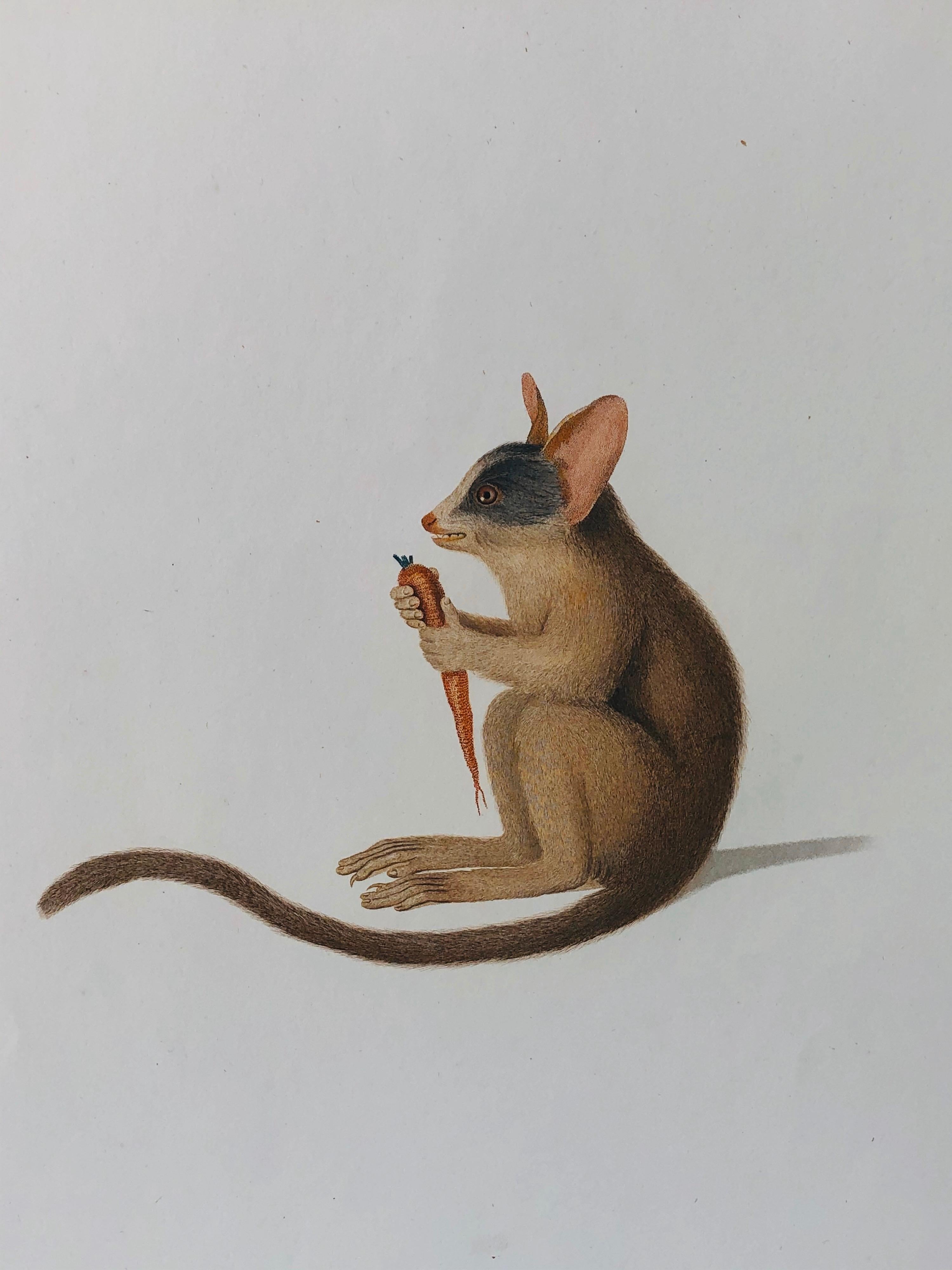 French Hand-Colored Engraving of Senegal Galago 'Bushbaby' by Jean-Baptiste Audebert For Sale