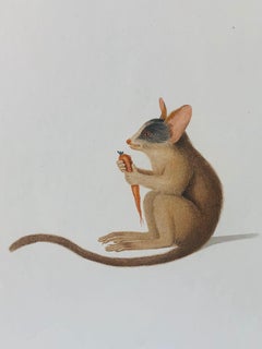 Hand-Colored Engraving of Senegal Galago 'Bushbaby' by Jean-Baptiste Audebert