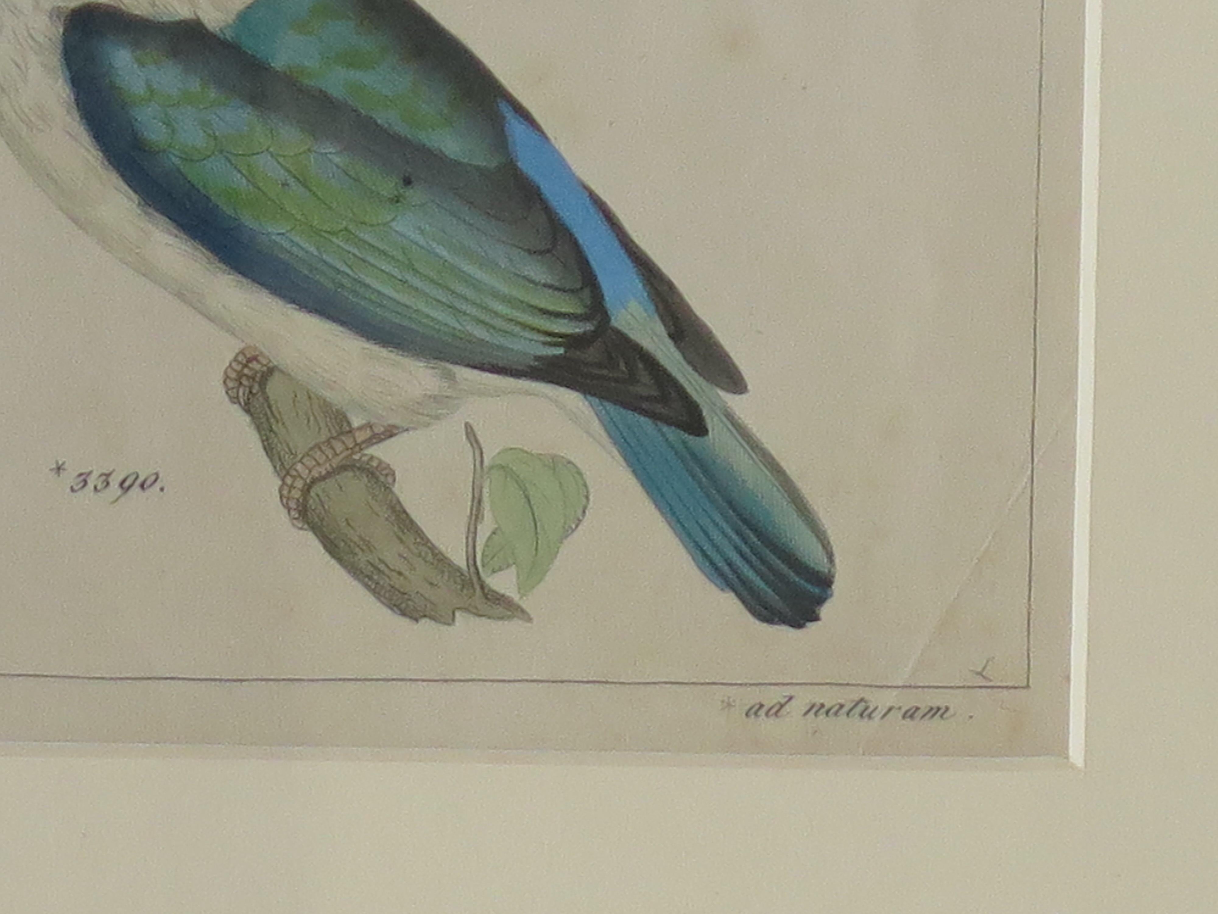 Handkolorierte, gerahmte Gravur von Kingfishers im Audubon-Stil, Mitte des 19. Jahrhunderts im Angebot 3