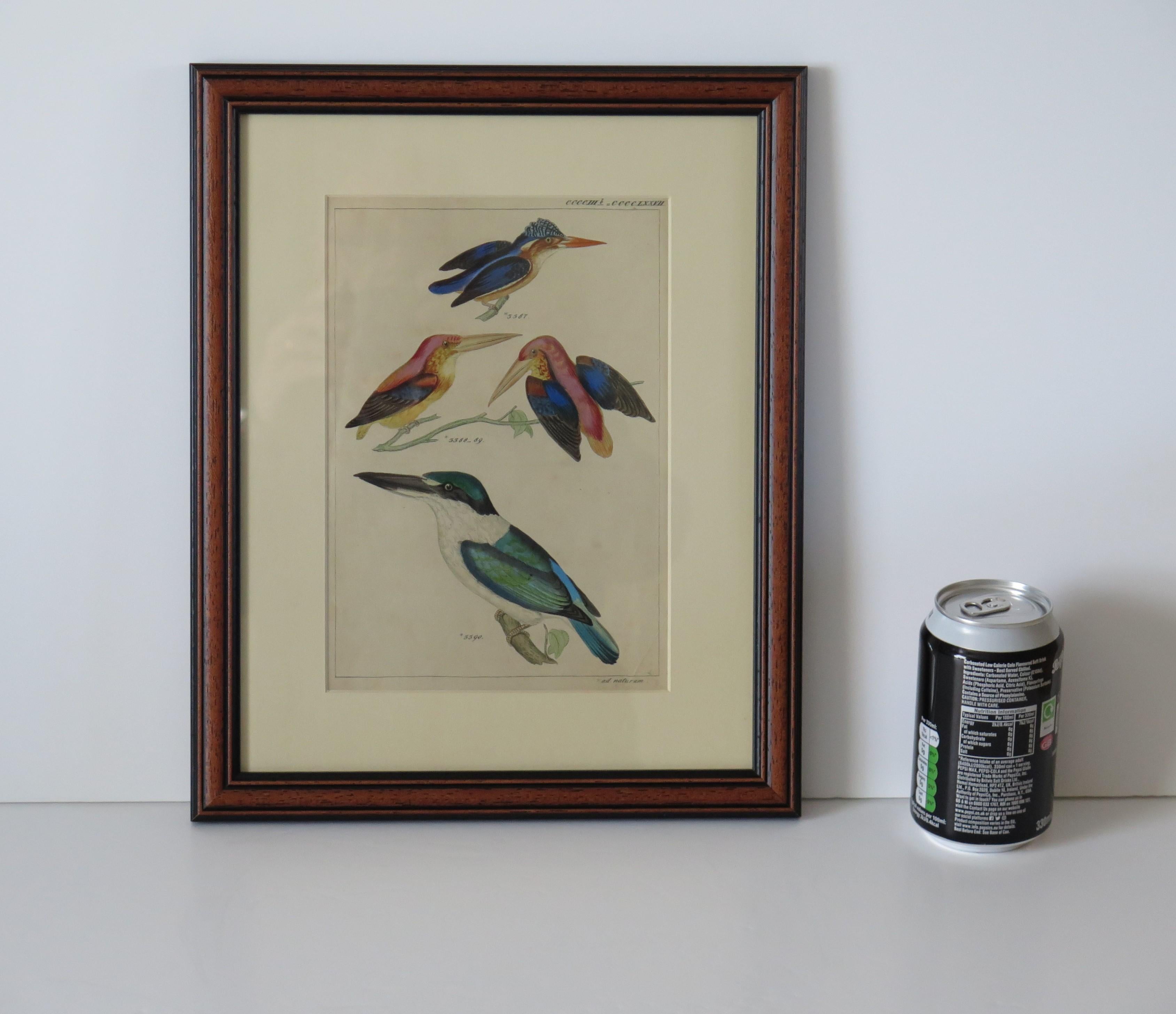 Hand Coloured Framed Engraving of Kingfishers in the Audubon style, Mid 19th C For Sale 4
