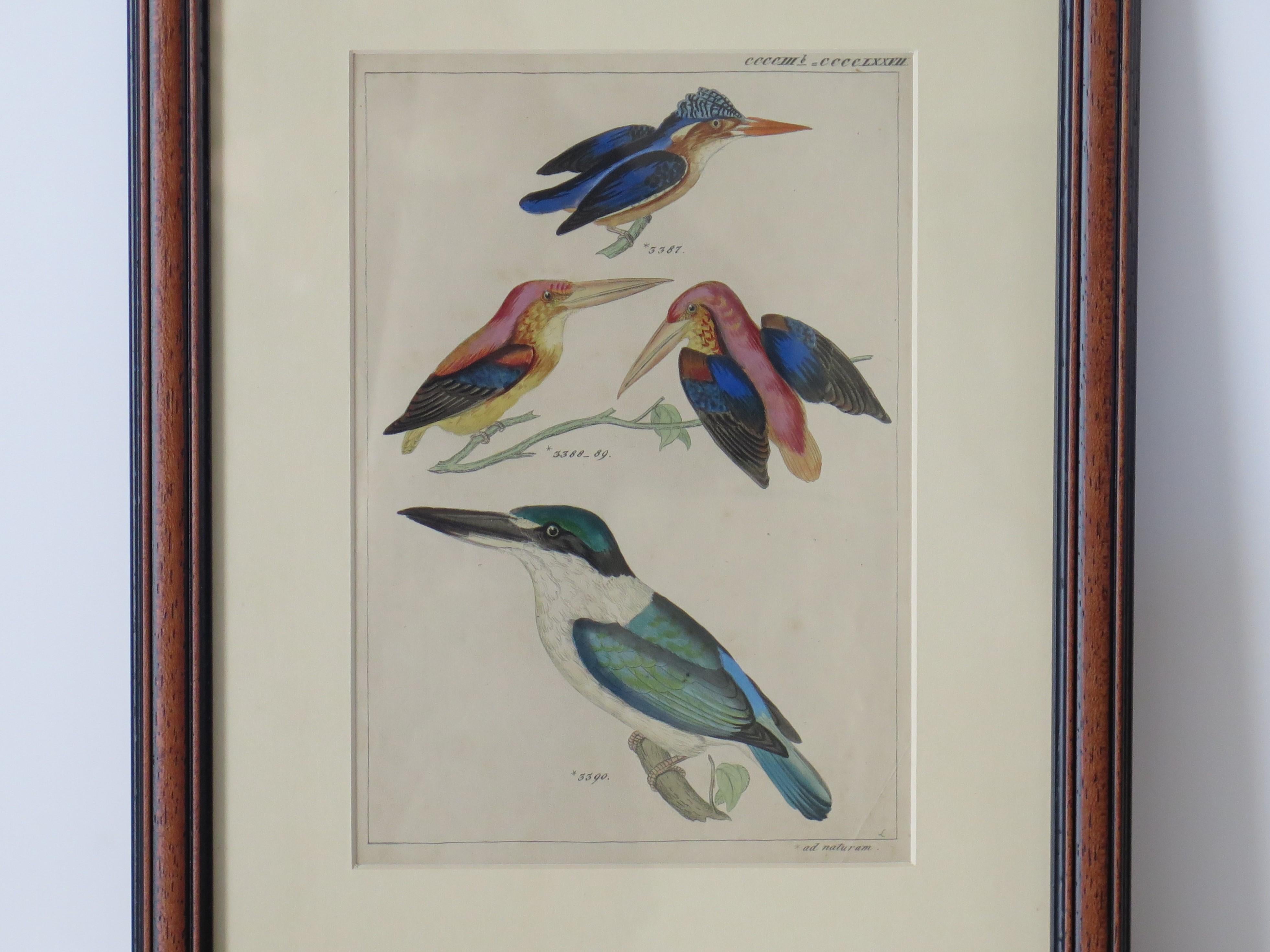 This is a hand coloured framed engraving of a study of Kingfisher birds all in the manner of Audubon Birds of America and dating to the Mid 19th Century.

The study shows four Kingfishers, three of which are different types with one pair of birds.