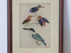 Hand Coloured Framed Engraving of Kingfishers in the Audubon style, Mid 19th C