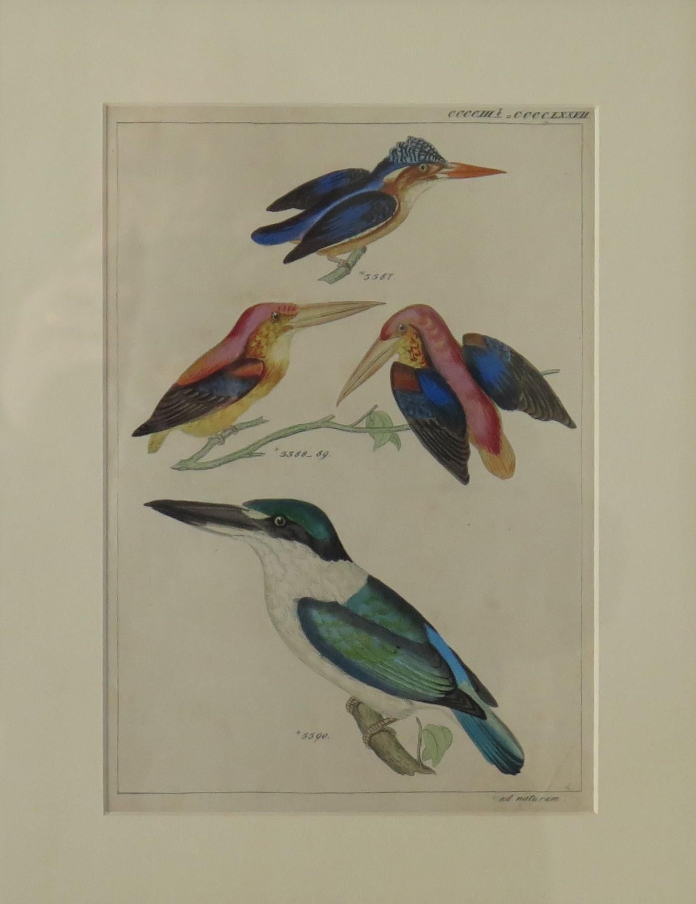 American Colonial Hand Coloured Framed Engraving of Kingfishers in the Audubon style, Mid 19th C For Sale