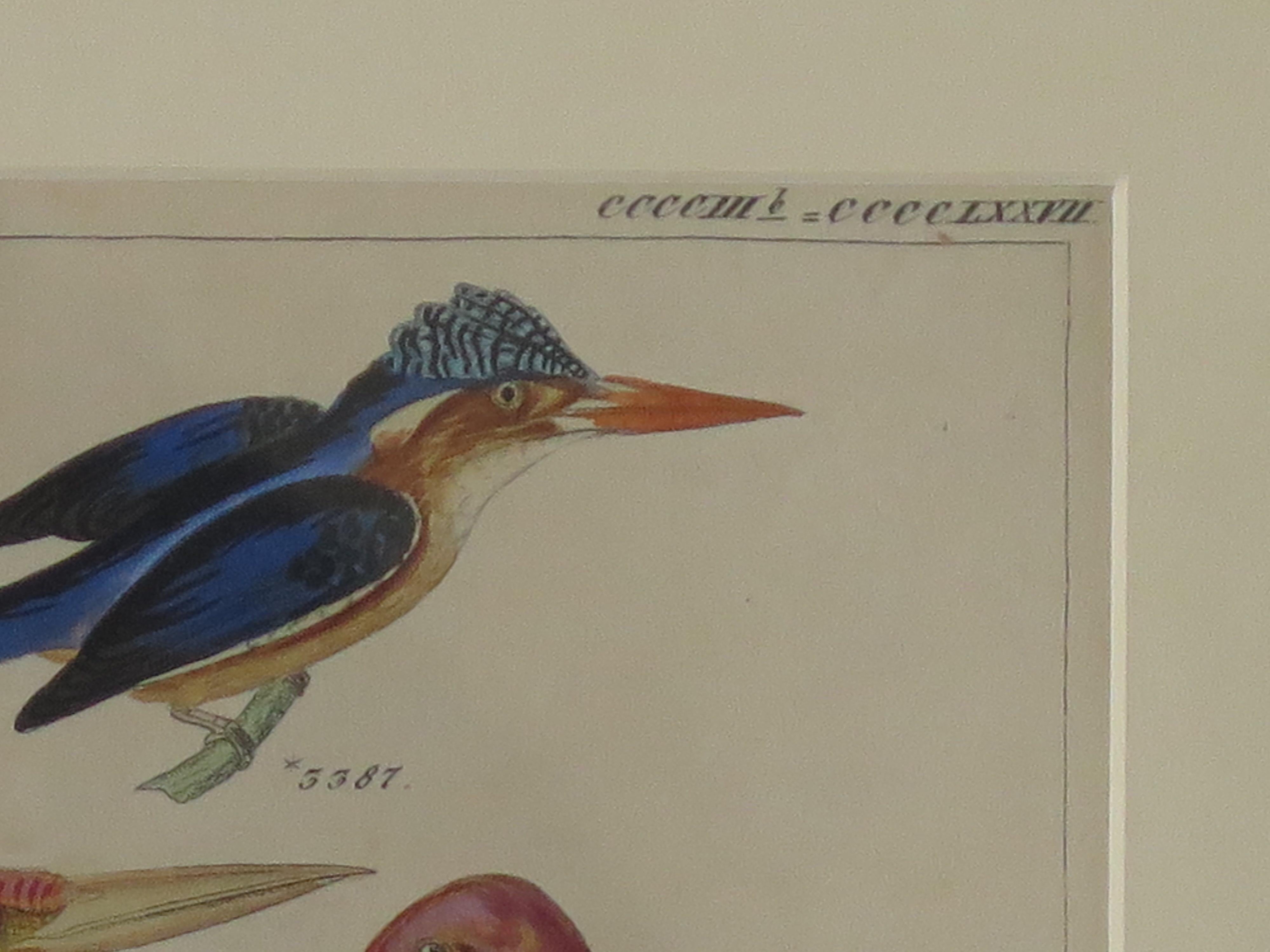 British Hand Coloured Framed Engraving of Kingfishers in the Audubon style, Mid 19th C For Sale