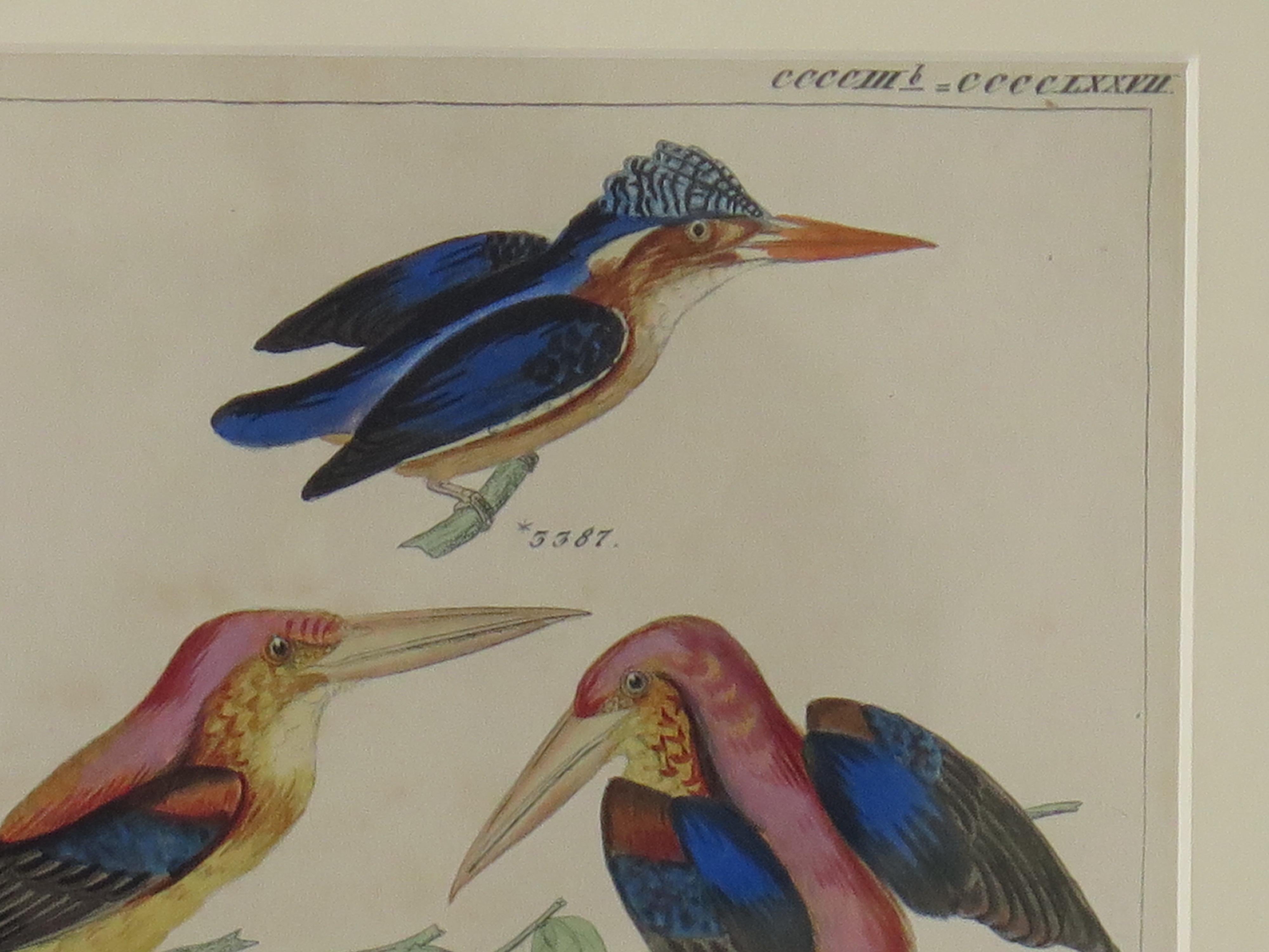Hand-Painted Hand Coloured Framed Engraving of Kingfishers in the Audubon style, Mid 19th C For Sale